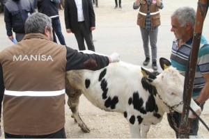 SARIGÖLLÜ HAYVAN ÜRETİCİLERİNE DESTEK