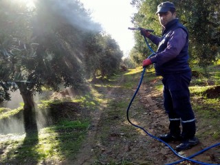 SARIGÖL'DE HASADI BİTEN ZEYTİN BAHÇELERİNDE İLAÇLAMA BAŞLADI