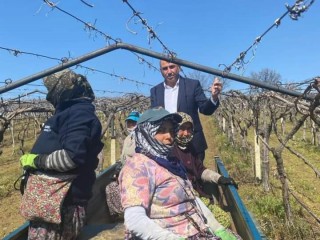DÜNYACA ÜNLÜ ÜZÜMÜN YETİŞTİRİLDİĞİ BAĞLARDA HUMMALI ÇALIŞMA