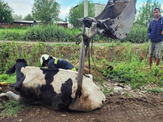 KURUTMA KANALINA DÜŞEN İNEĞİ İTFAİYE KURTARDI