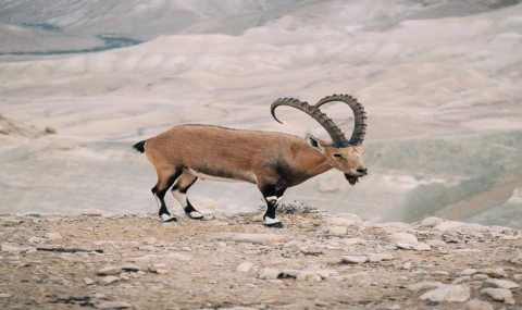 Konya’da 2 yaban keçisini öldüren 3 kişiye 1 milyon 901 bin lira ceza!