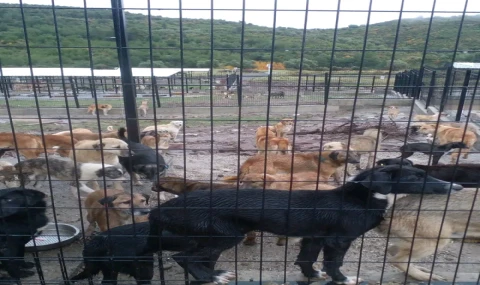 Manisa’daki “Doğal Yaşam Merkezi”nde sokak hayvanları yağmur altında kaldı!