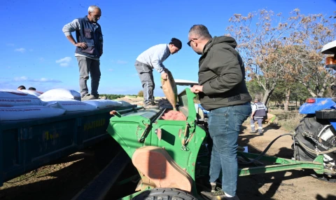Salihli Belediyesi buğday üretimine başladı