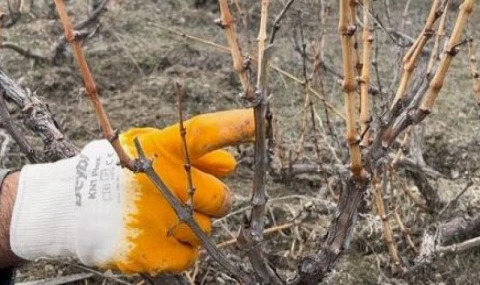 Sarıgöl’de bağ budama işçi ücretleri açıklandı!