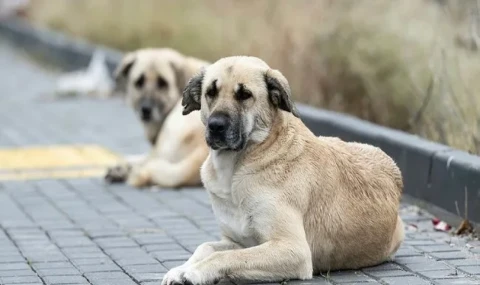 Manisa’da İki Köpeği Sokağa Bırakan Kadına 172 Bin TL Ceza