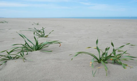 Endemik Bitkilere Büyük Koruma: Cezalar 2026’da Milyon Liraya Dayandı