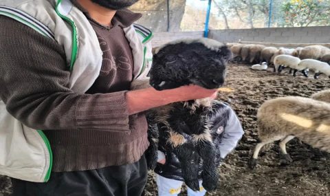 Hatay’da Çift Başlı Kuzu Dünyaya Geldi