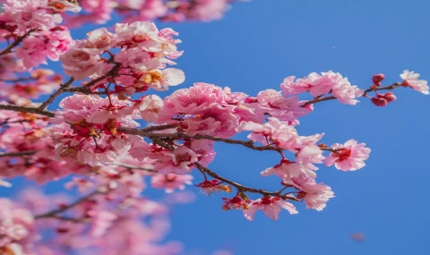 İlk Cemre Havaya Düştü!