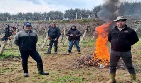 Sarıgöl’de Dondurucu Soğuğa Rağmen Bağlarda Budama Mesaisi