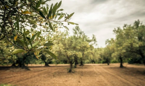 Saruhanlı’da Zeytin Ağaçlarında Halkalı Leke Alarmı