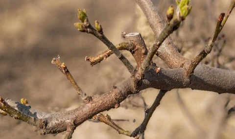Salihli’de Meyve Üreticilerine Ateş Yanıklığı Uyarısı