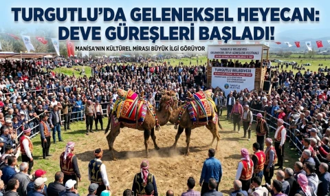 Turgutlu’da Geleneksel Deve Güreşleri Heyecanı