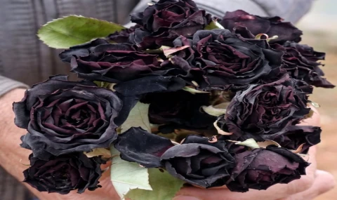 Halfeti Karagülleri Dünyada Sadece Bu Coğrafyada Yetişiyor