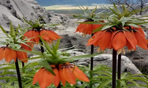 Ters Laleler Açtı, Koparmanın Cezası 700 Bin TL’ye Dayandı