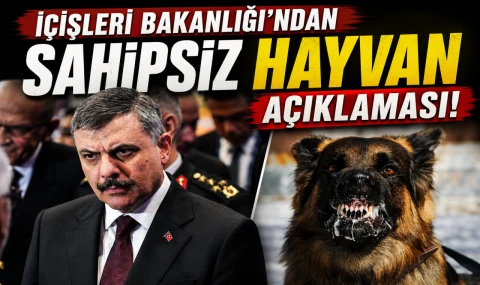 Başıboş Sokak Köpeklerinin Toplanmasında Yüzde 80 Seviyesine Ulaşıldı