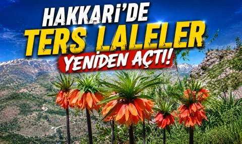 Hakkari’de Ters Laleler Yeniden Açtı!