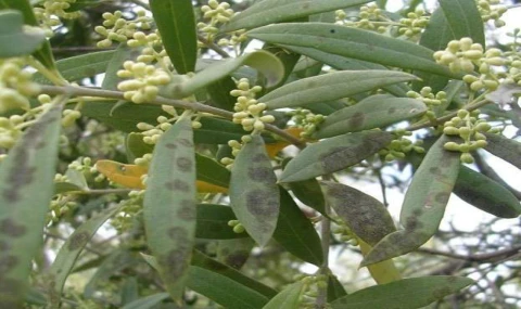 Salihli’de Zeytin Üreticilerine Halkalı Leke Hastalığı Uyarısı