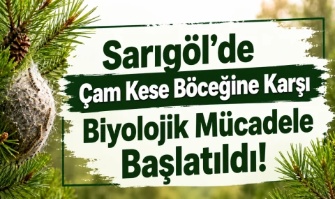 Sarıgöl’de Çam Kese Böceğine Karşı Biyolojik Mücadele Başlatıldı