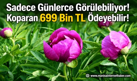 Bu Çiçeğe Dokunmanın Bedeli 699 Bin TL!