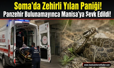 Soma'da Osmanlı Engereği Alarmı! Zeytinlikte Isırılan Kadın Yoğun Bakımda Tedavi Altında