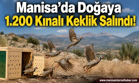Kene ve Çekirgeyle Doğal Mücadele Manisa’da 1.200 Kınalı Keklik Doğaya Salındı