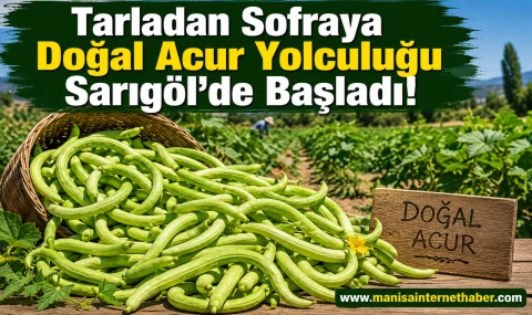 Sarıgöl’de Doğal Acur Hasadı Başladı Turşuluk Acura Yoğun İlgi