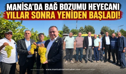 Manisa’da bağ bozumu heyecanı yıllar sonra yeniden başladı