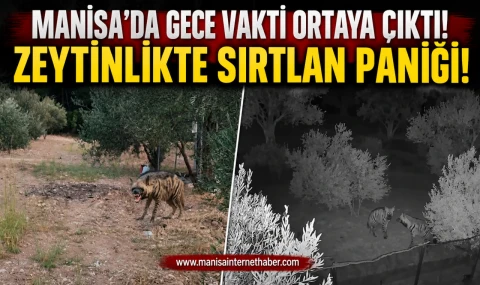 Manisa’da zeytinlikte sırtlan iddiası! Görüntüler dikkat çekti
