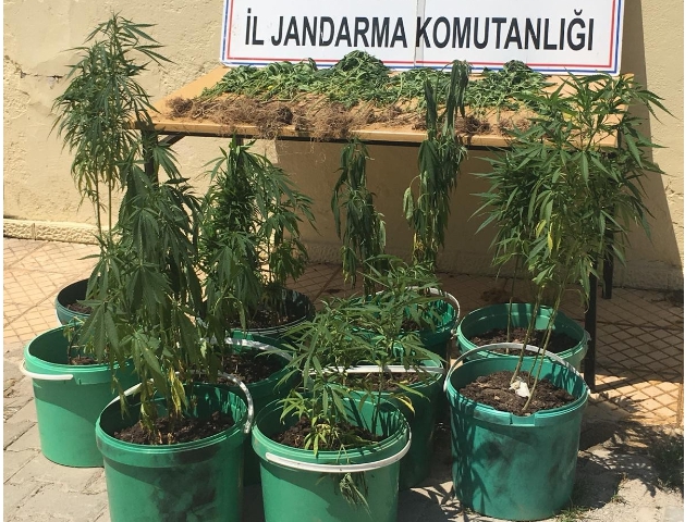MISIR TARLASINDA KENEVİR YAKALANDI