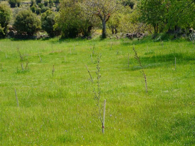 DAĞITILAN FİDANLAR TOPRAKLA BULUŞTU