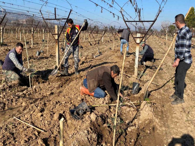 ALAŞEHİR'DE ÜZÜM BAĞLARI SÖKÜLÜP YERİNE ZEYTİN DİKİLİYOR