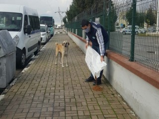 SOKAK HAYVANLARINA MAMA DESTEĞİ